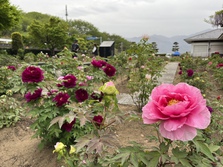 ぼたんの花令和5年4月14日撮影