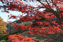 大門碑林公園の紅葉