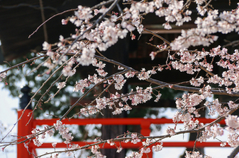 宝寿院のしだれ桜