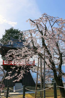 宝寿院のしだれ桜