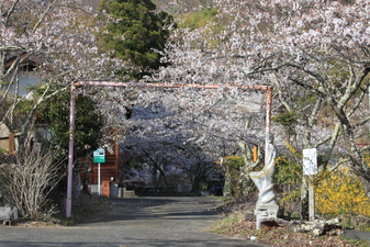 寺所のさくら