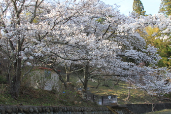 寺所のさくら