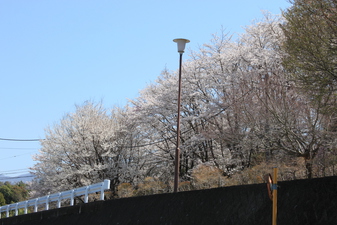 桜の園のさ­くら