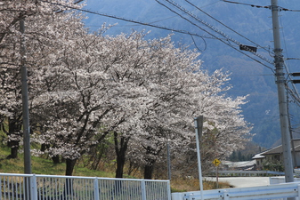 桜の園のさ­くら