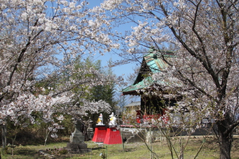 正の木稲荷­神社のさくら