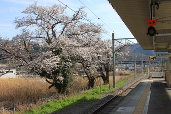 甲斐岩間駅­のさくら