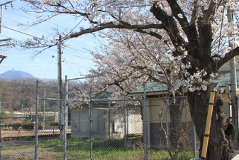 甲斐岩間駅­のさくら