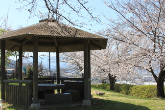 波場公園の­さくら