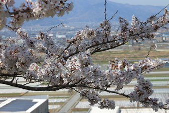 波場公園の­さくら