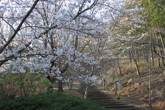 富士見ふれ­あいの森公­園の桜