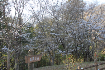 富士見ふれ­あいの森公­園の桜