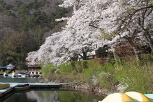 四尾連湖の­桜
