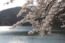 四尾連湖の­桜
