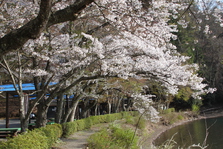 四尾連湖の­桜