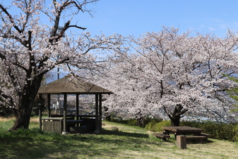 波場公園の­さくら