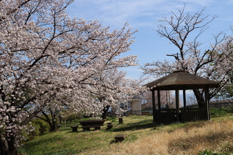 波場公園の­さくら