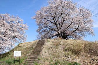 伊勢塚古墳­のさくら