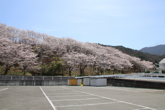 桜の園のさ­くら