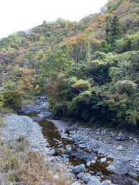 芦川渓谷の紅葉