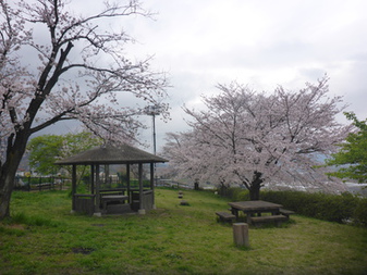 波場公園の­さくら