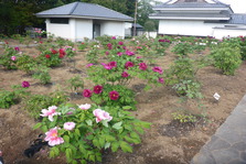 ぼたんの花