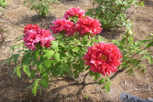 ぼたんの花