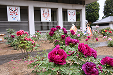 ぼたんの花