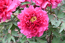 ぼたんの花