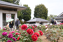 ぼたんの花