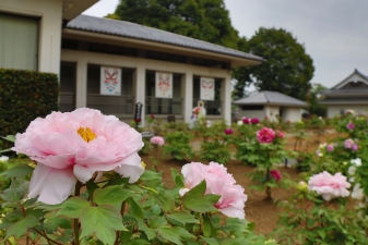ぼたんの花令和8年4月13日撮影