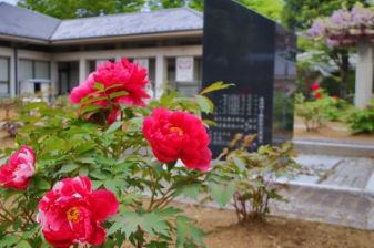 ぼたんの花令和8年4月13日撮影