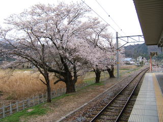 甲斐岩間駅のさくら1