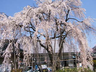 平成20年３月28日撮影