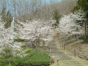 富士見ふれ­あいの森公­園の桜