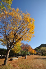 大門碑林公園の紅葉