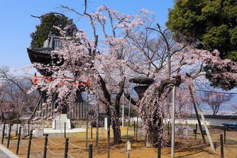 宝寿院のしだれ桜