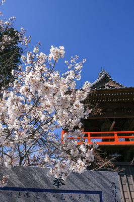 宝寿院のしだれ桜