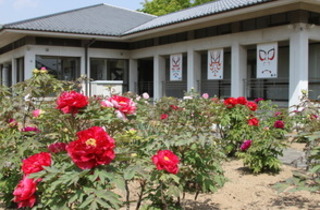 ぼたんの花（歌舞伎資料館）