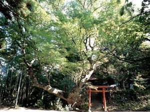 双幹の欅1